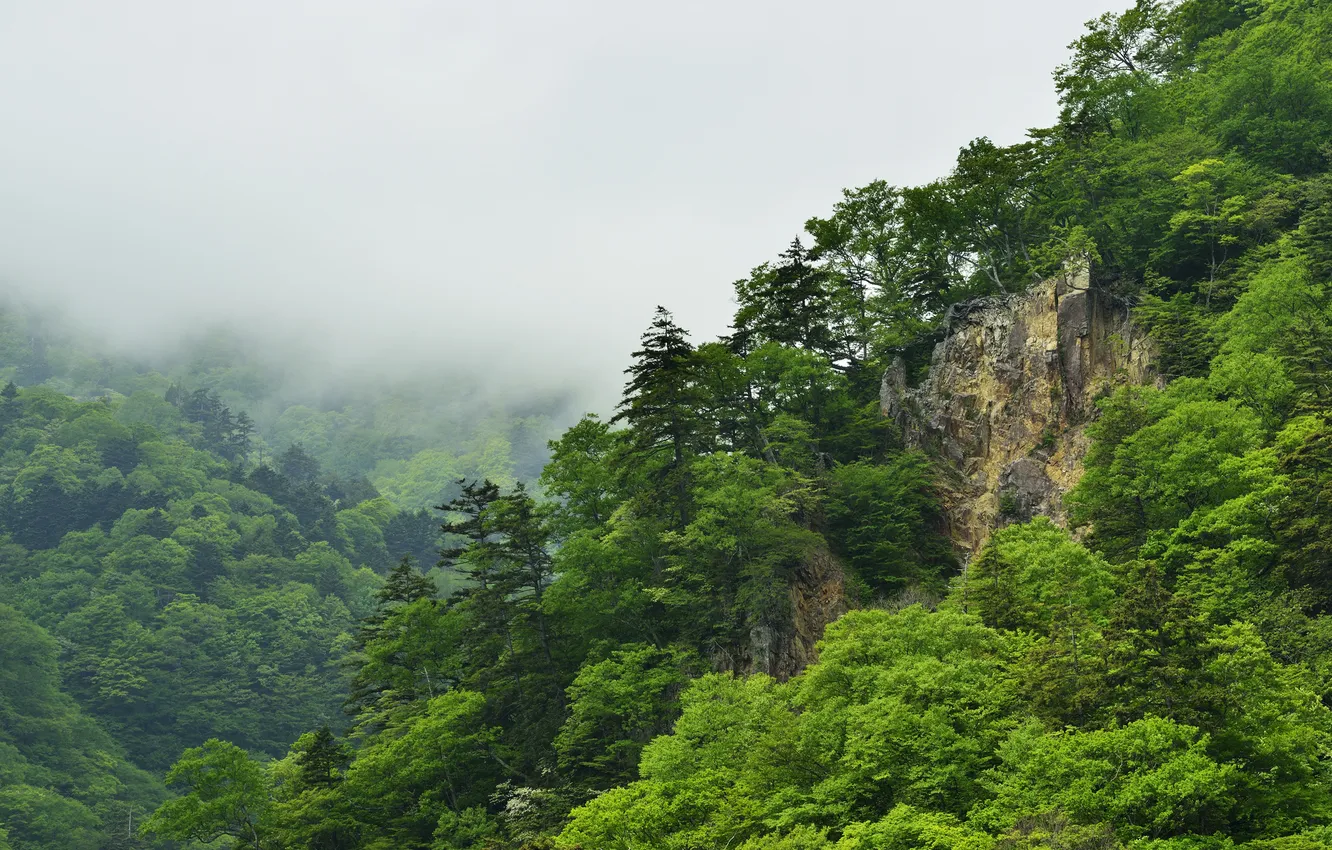 Photo wallpaper forest, mountains, fog