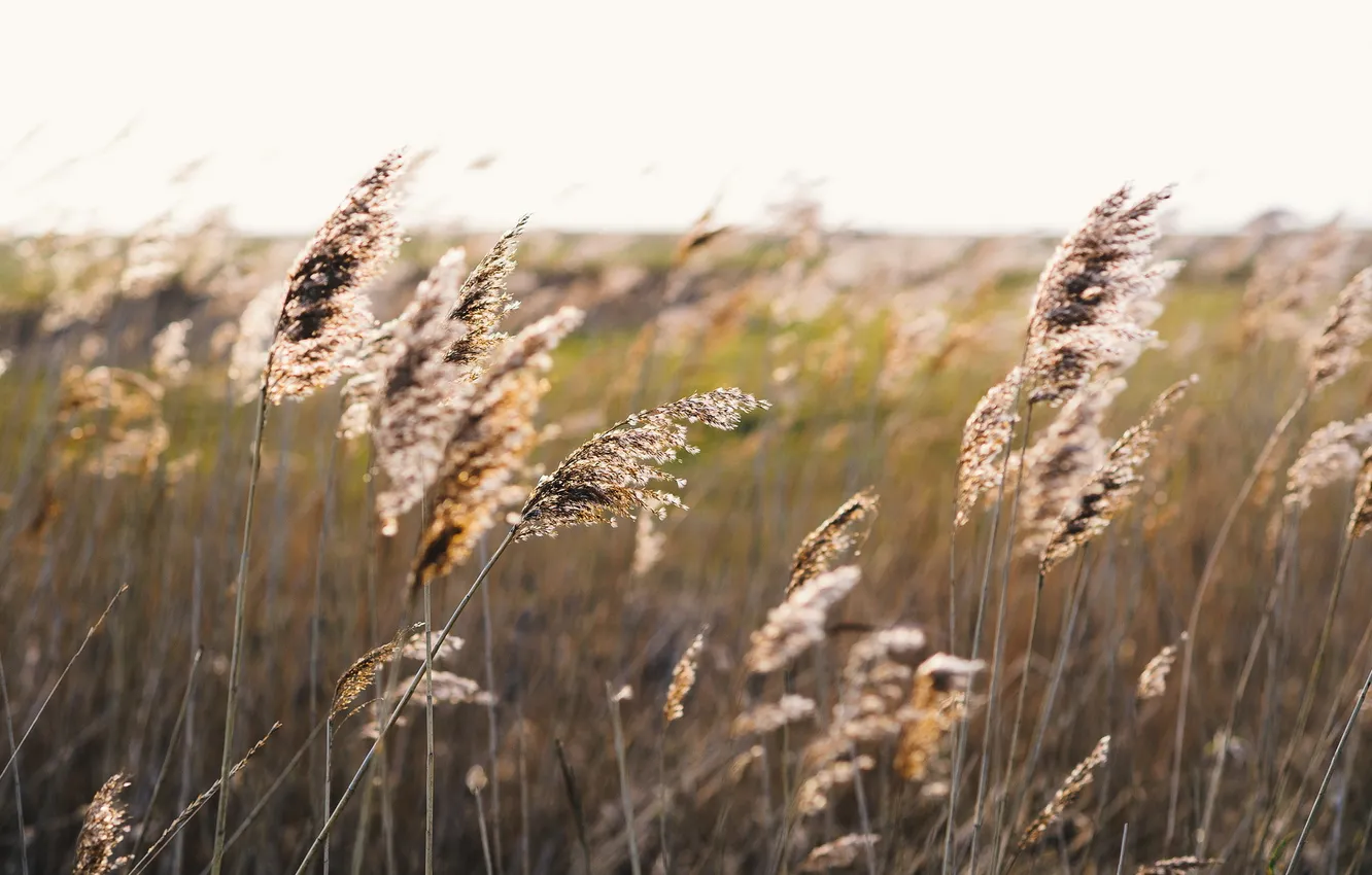 Photo wallpaper nature, background, reed