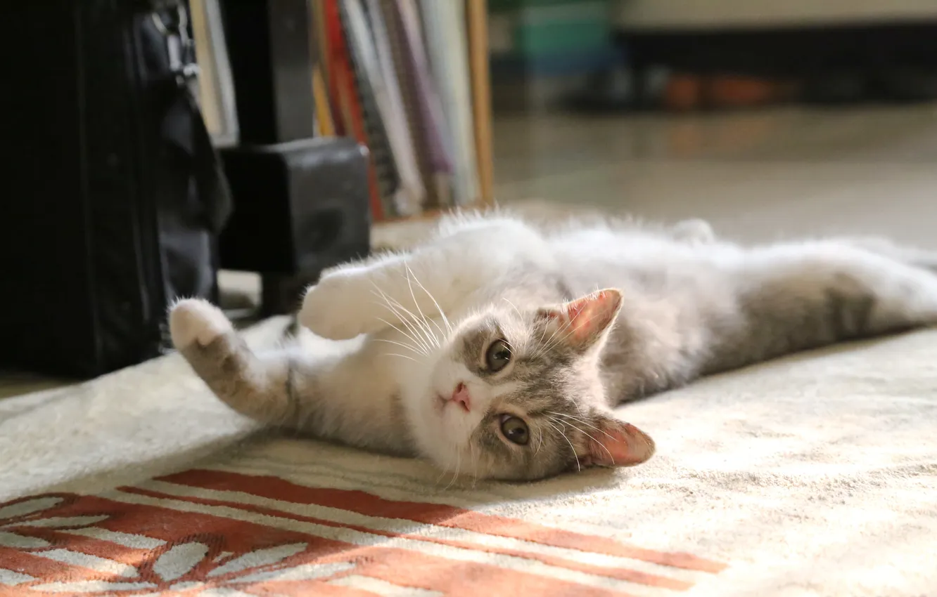 Photo wallpaper cat, look, background