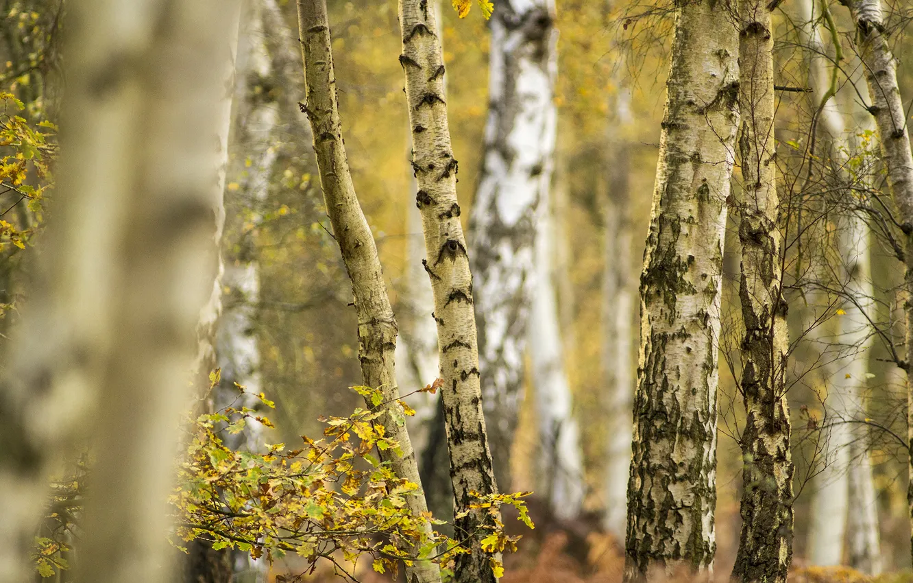 Photo wallpaper autumn, forest, leaves, trees, birch, grove