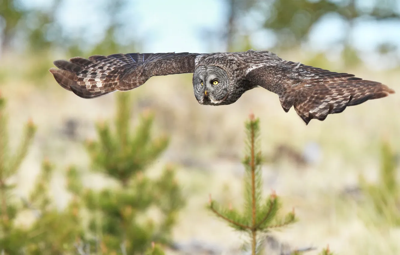 Photo wallpaper flight, owl, bird, tree, spruce, needles
