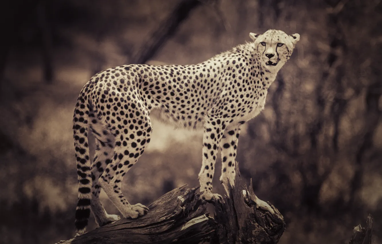 Photo wallpaper animals, background, blur, Sepia, Cheetah, snag, wild cat, animals