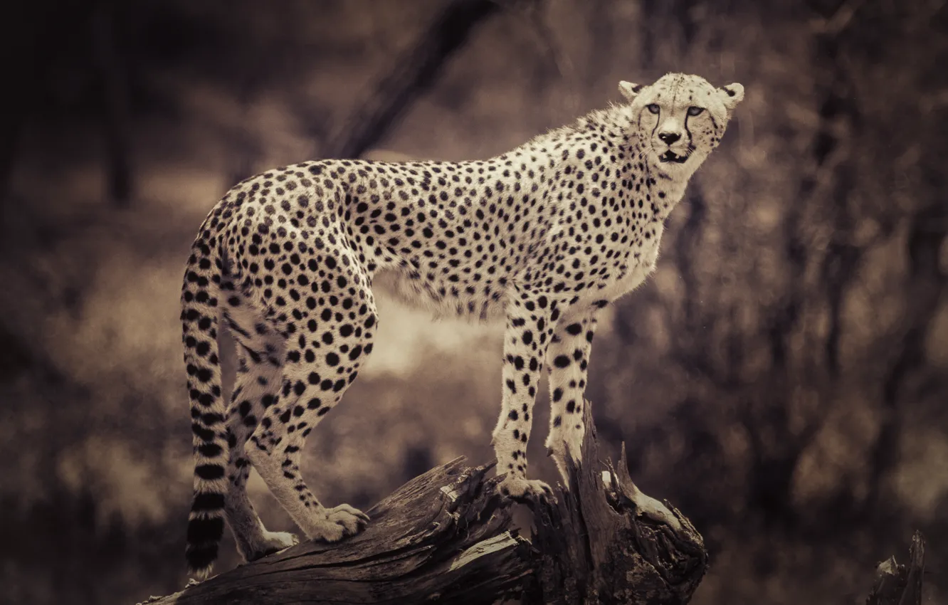 Photo wallpaper background, animal, blur, Sepia, Cheetah, snag, wild cat, animals