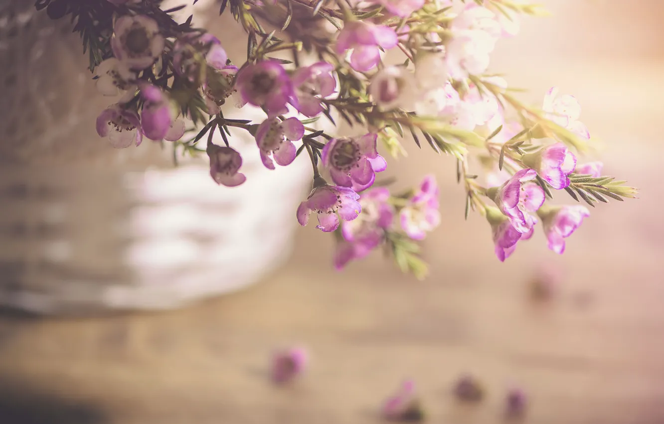 Photo wallpaper flowers, petals, still life