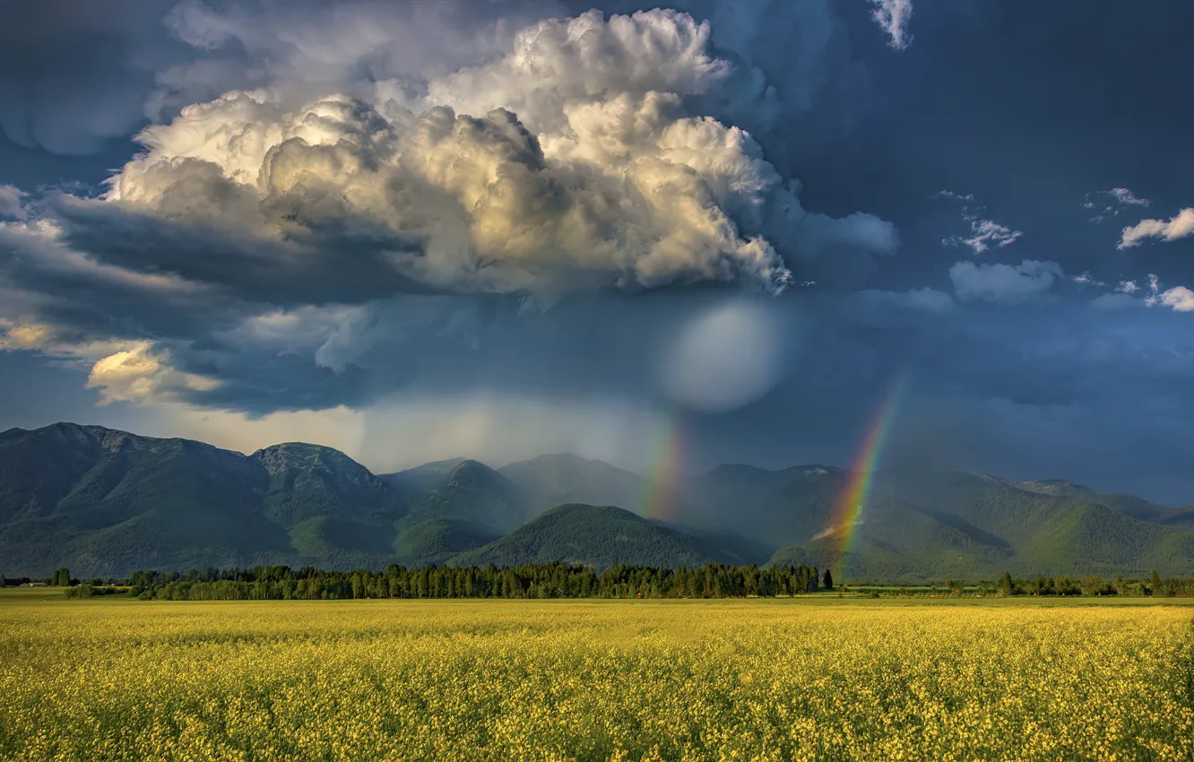 Photo wallpaper field, forest, the sky, clouds, light, trees, flowers, mountains