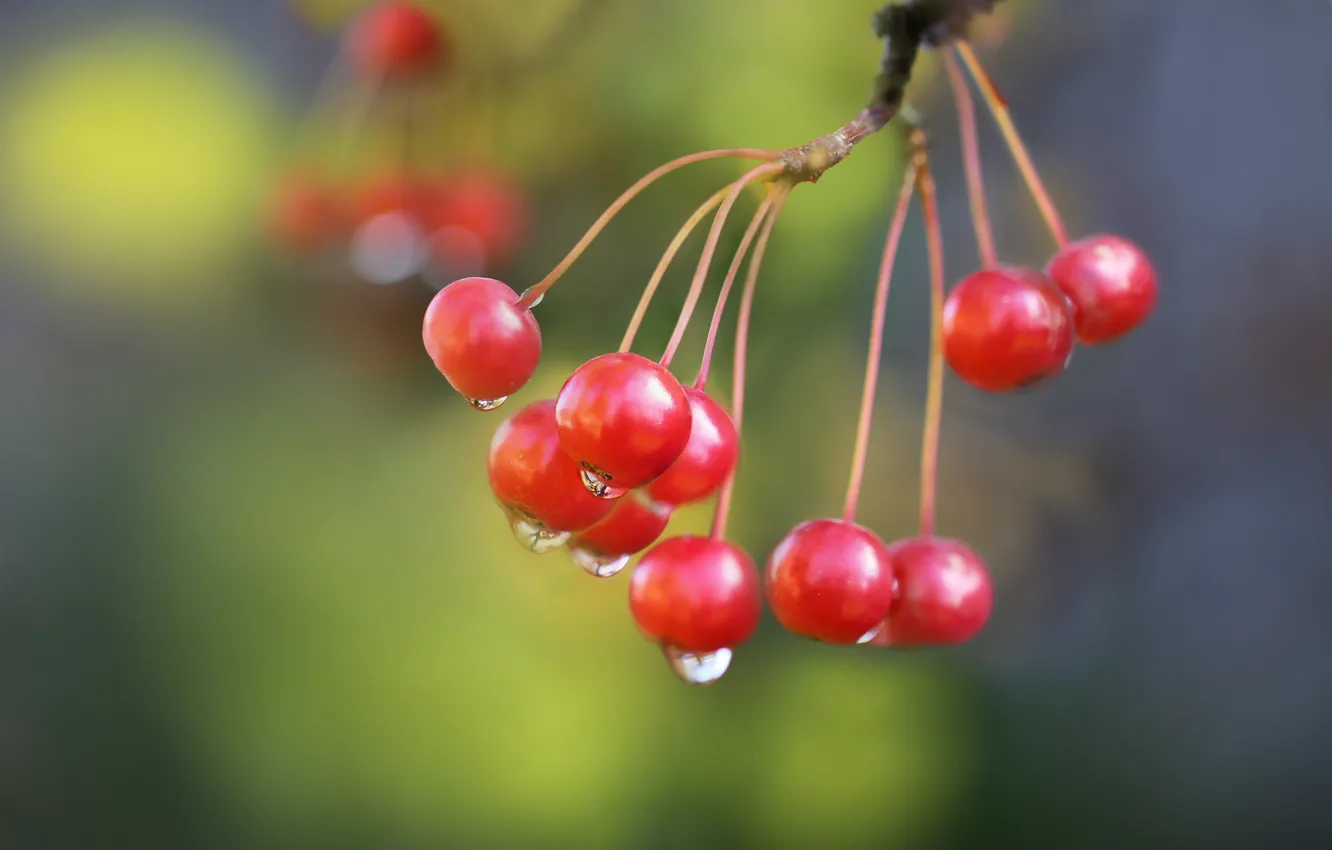 Photo wallpaper autumn, drops, berries