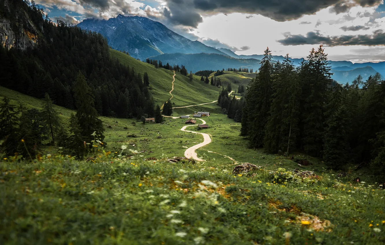 Photo wallpaper field, forest, summer, grass, clouds, landscape, mountains, clouds