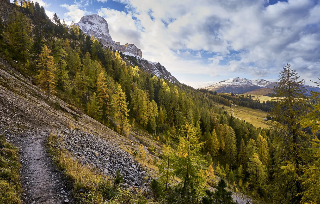 Photo wallpaper autumn, forest, nature