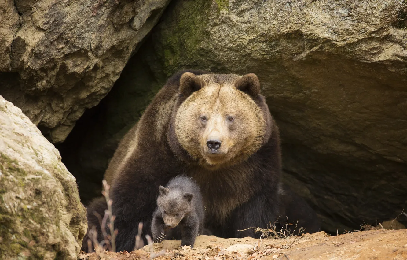 Photo wallpaper look, face, stones, baby, bear, bear, cave, bear