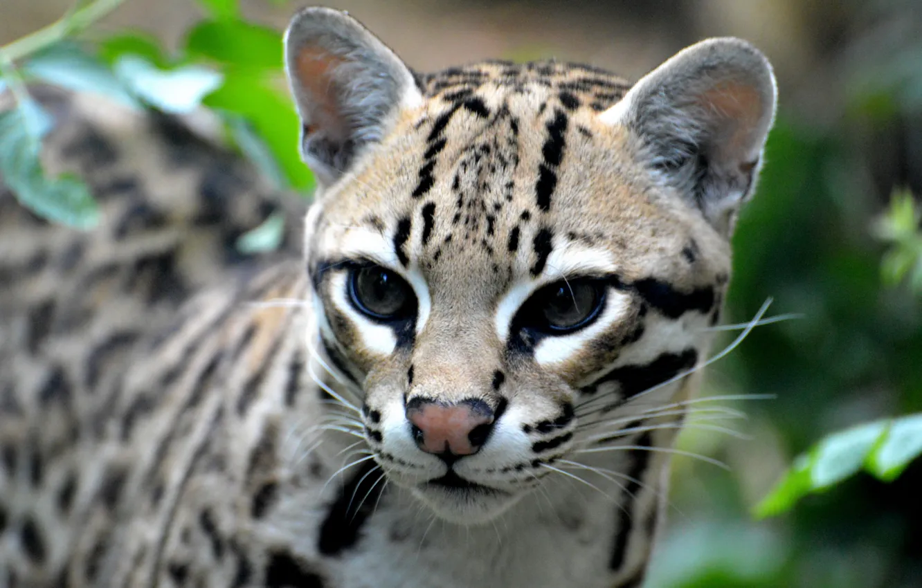 Photo wallpaper look, predator, wild cat, Ocelot