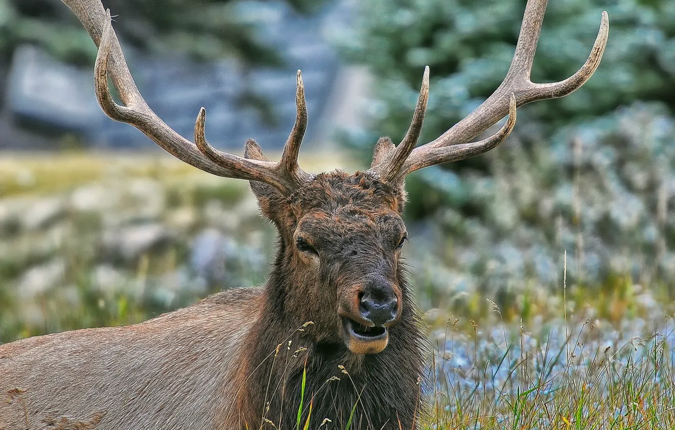 Photo wallpaper grass, deer, horns