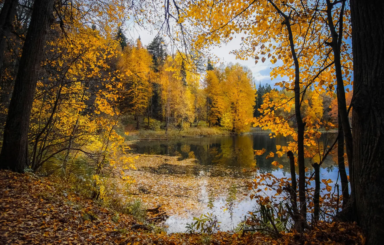 Photo wallpaper autumn, forest, the sky, trees, branches, lake, pond, Park