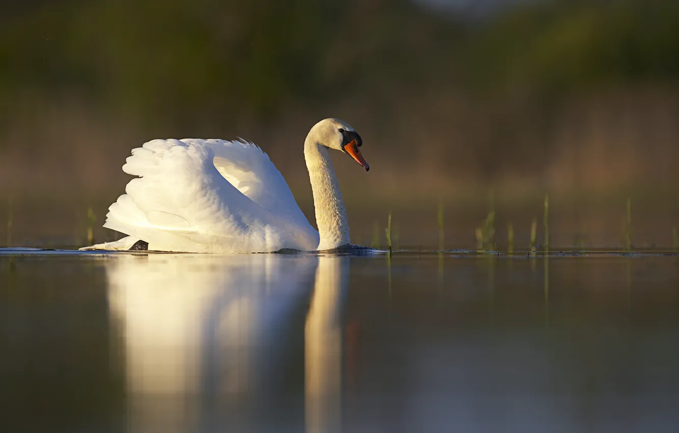 Photo wallpaper white, grass, sunset, lake, pond, surface, reflection, bird