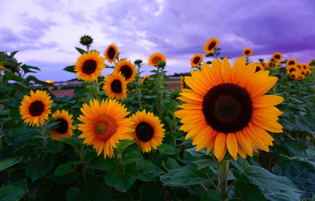 Photo wallpaper field, sunflowers, nature