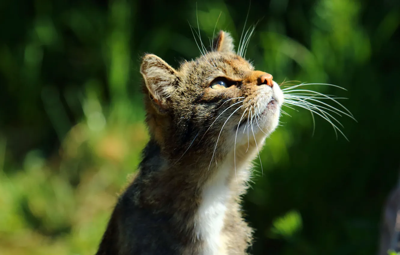 Photo wallpaper blur, muzzle, looking up, tabby cat