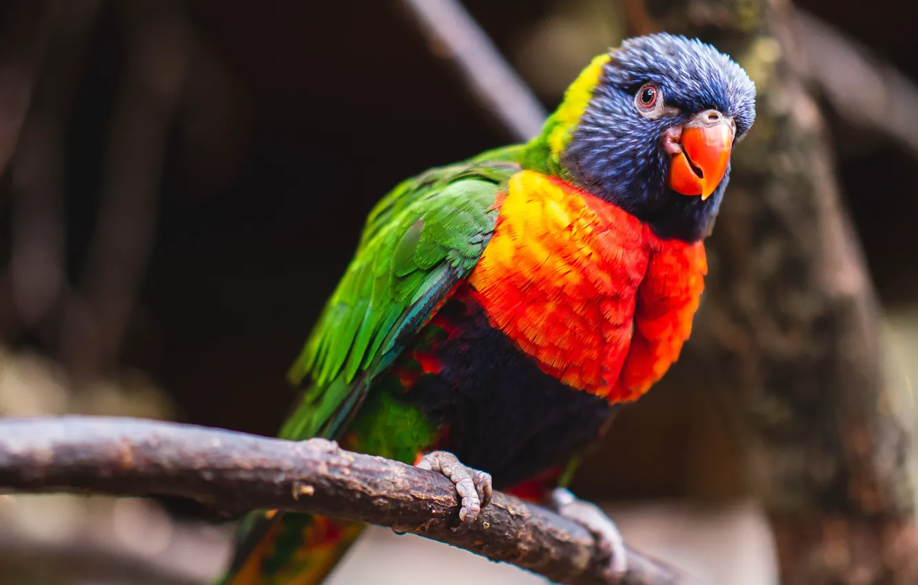 Photo wallpaper look, branches, the dark background, bird, parrot, bokeh, bright plumage, rainbow