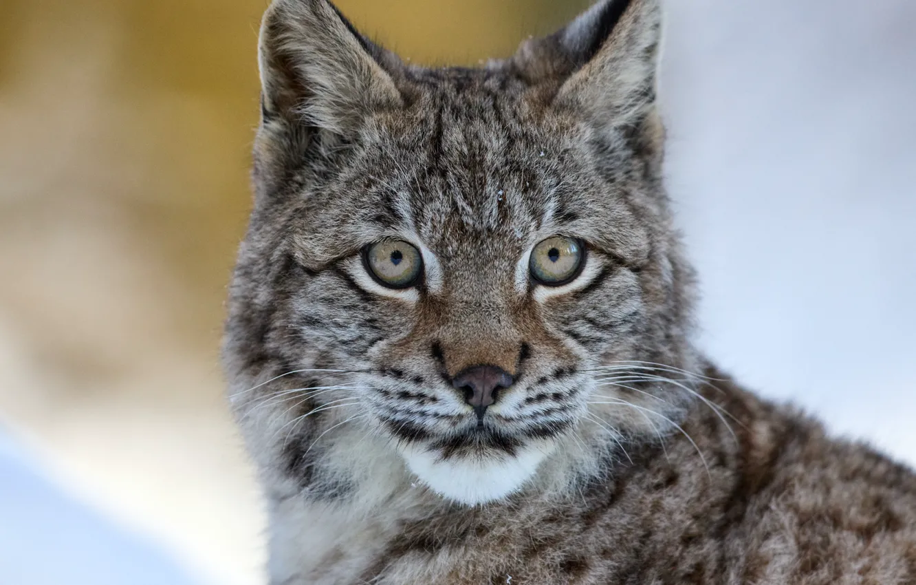 Photo wallpaper winter, look, face, snow, portrait, lynx
