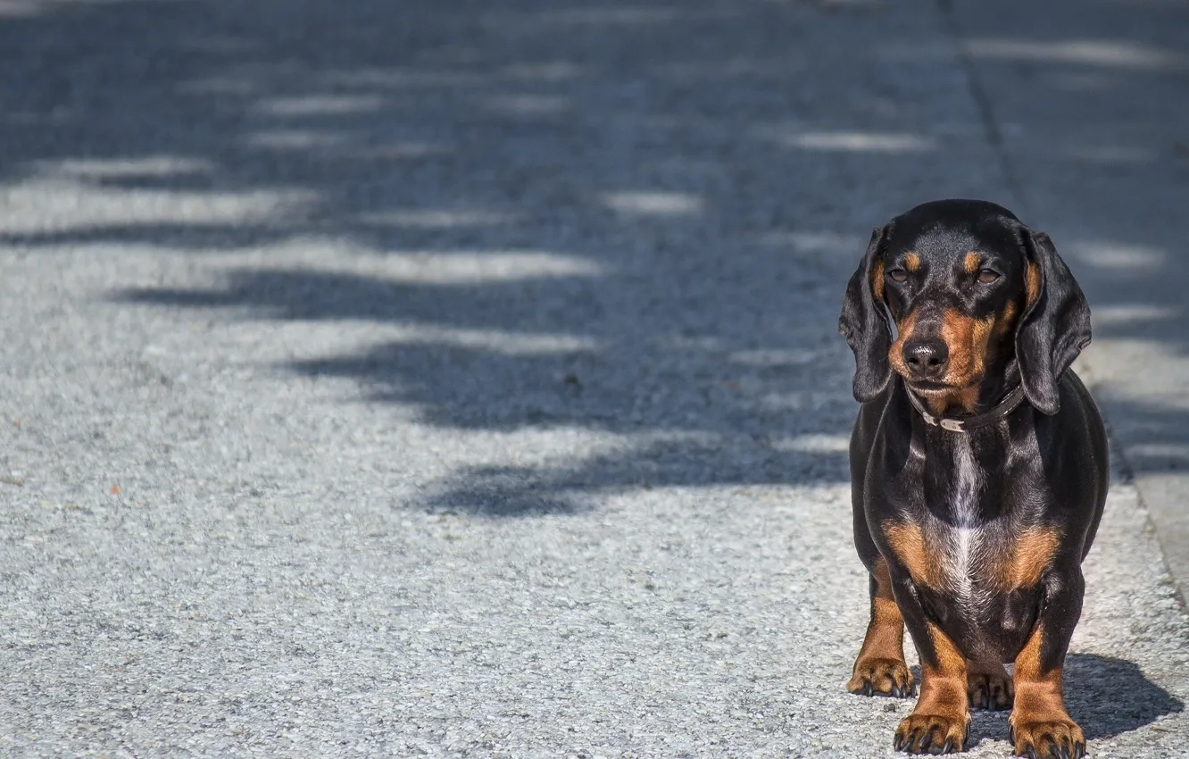Photo wallpaper look, dog, Dachshund