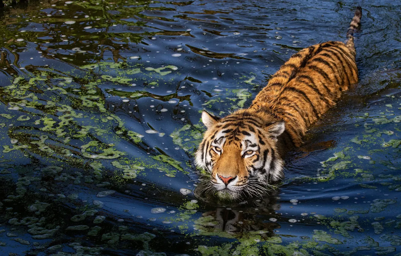 Photo wallpaper look, face, water, tiger, pond, bathing, pond, blue background