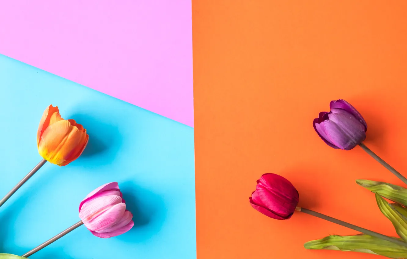 Photo wallpaper flowers, background, colorful, tulips, flowers, tulips