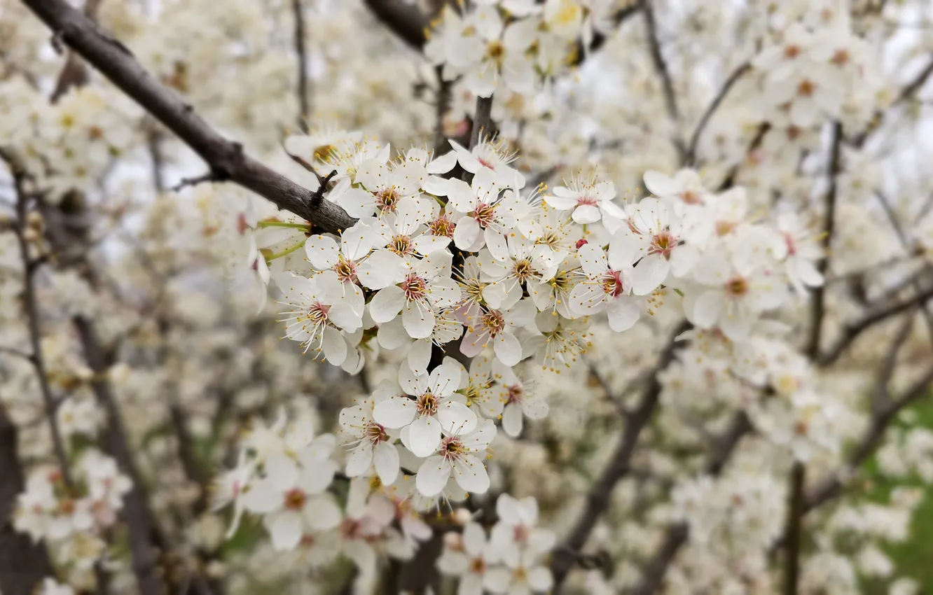 Photo wallpaper trees, flowering, drain, spring 2024