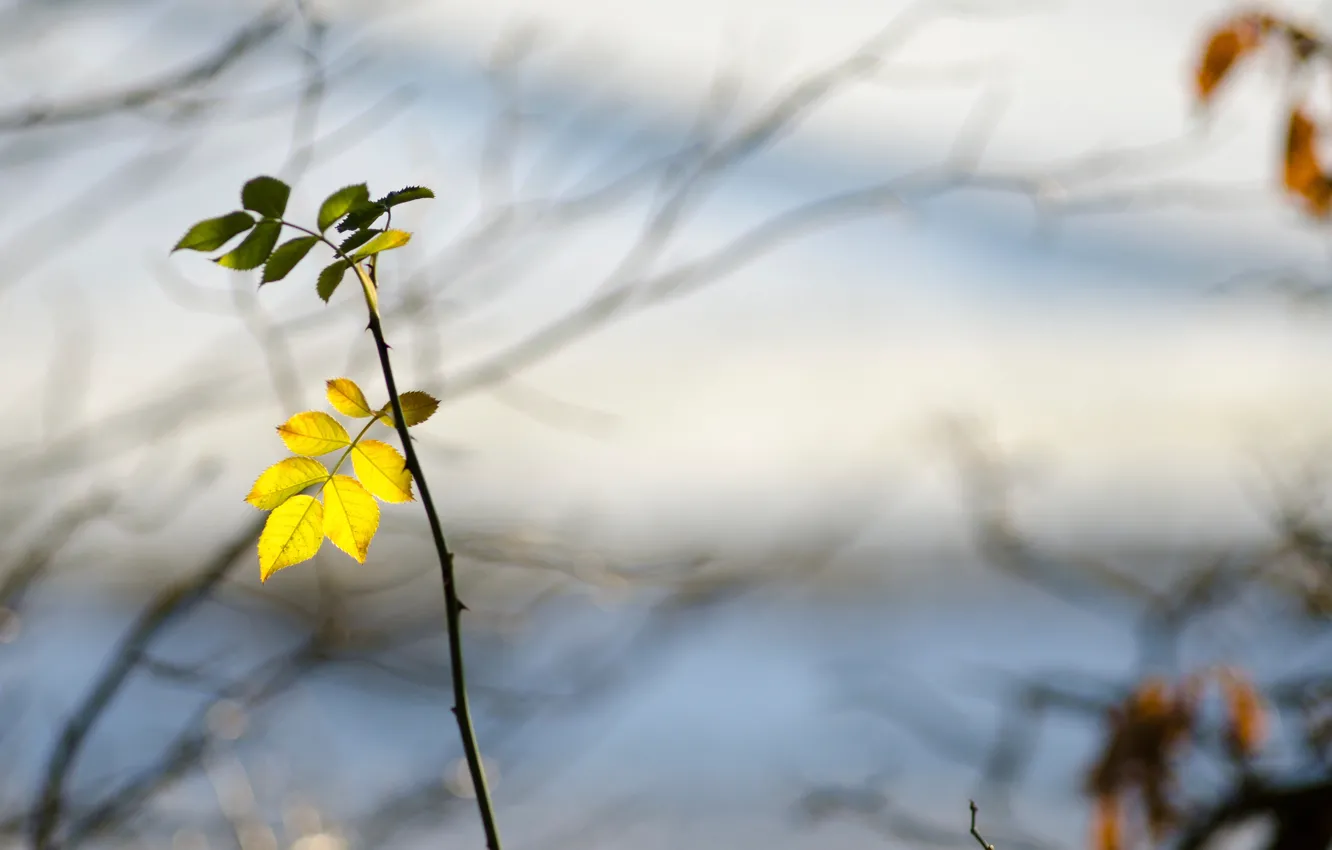Photo wallpaper leaves, macro, branches, spikes, bokeh