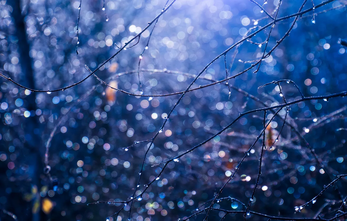 Photo wallpaper macro, branches, glare, bokeh