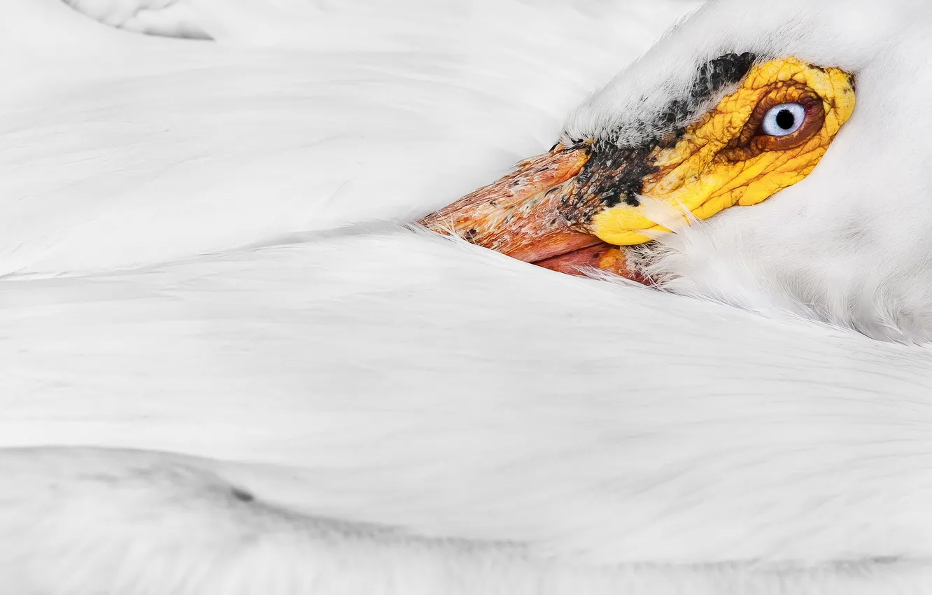 Photo wallpaper macro, bird, American White Pelican