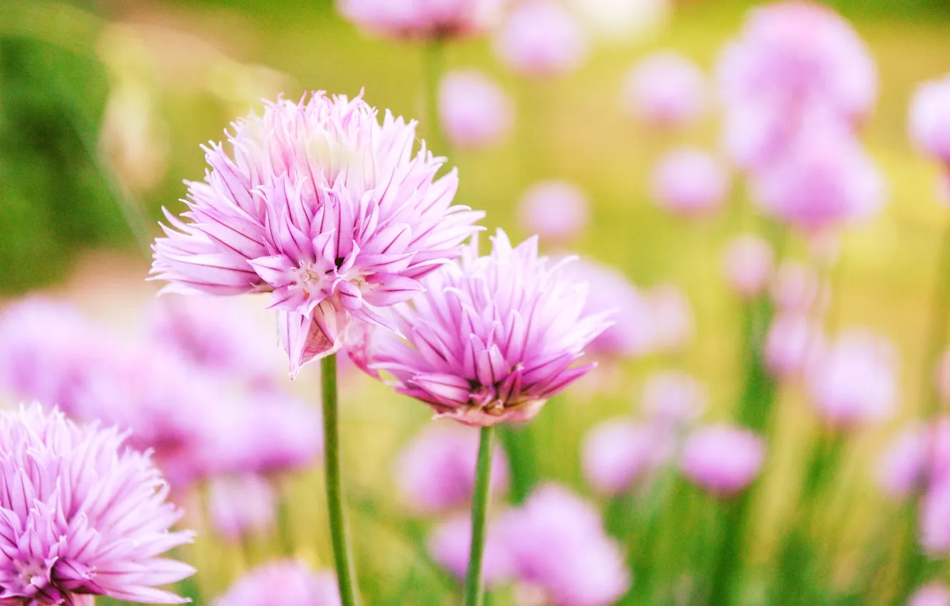 Photo wallpaper flowers, clover, bokeh