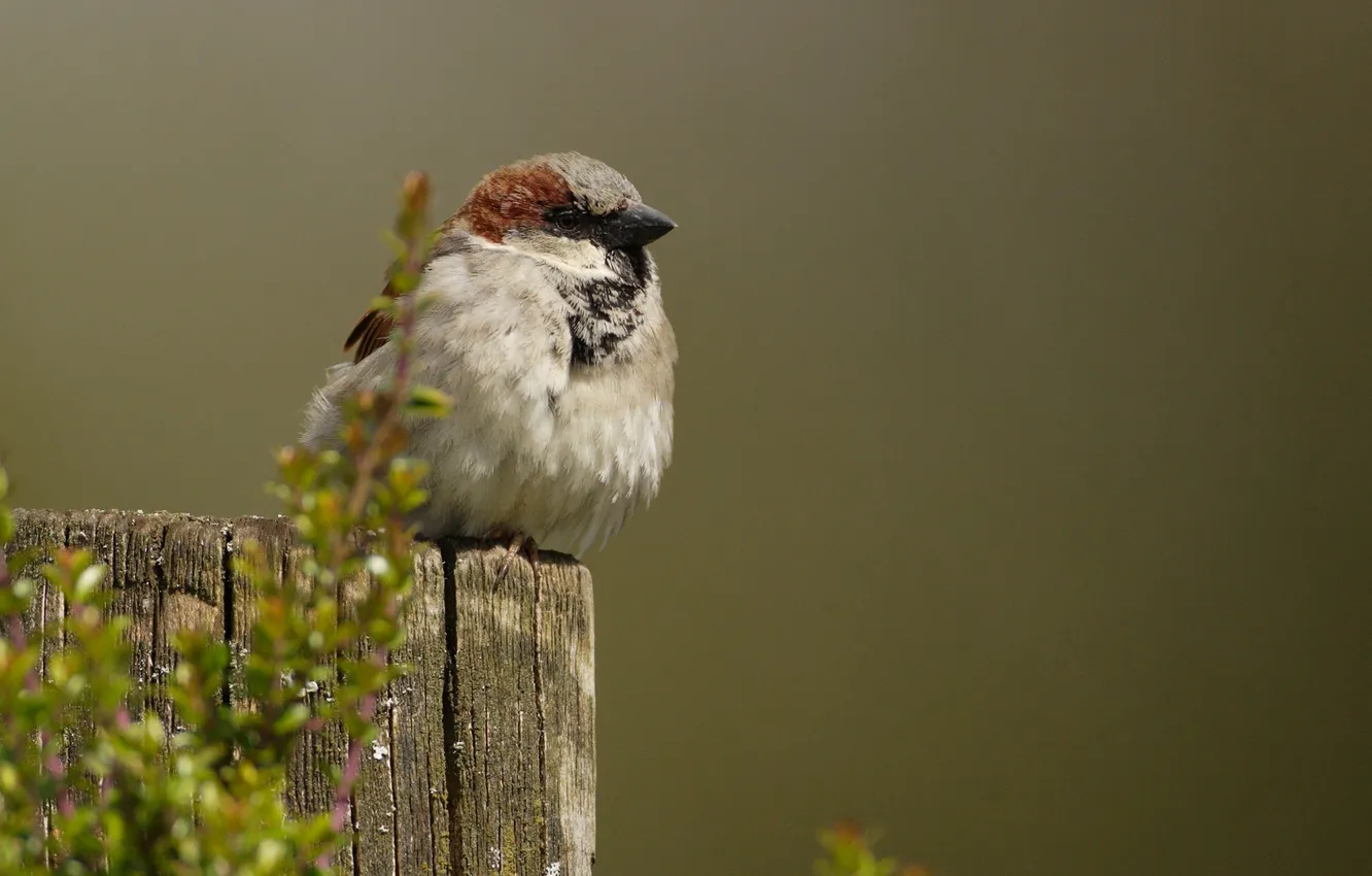 Photo wallpaper background, bird, posts, plant, Sparrow