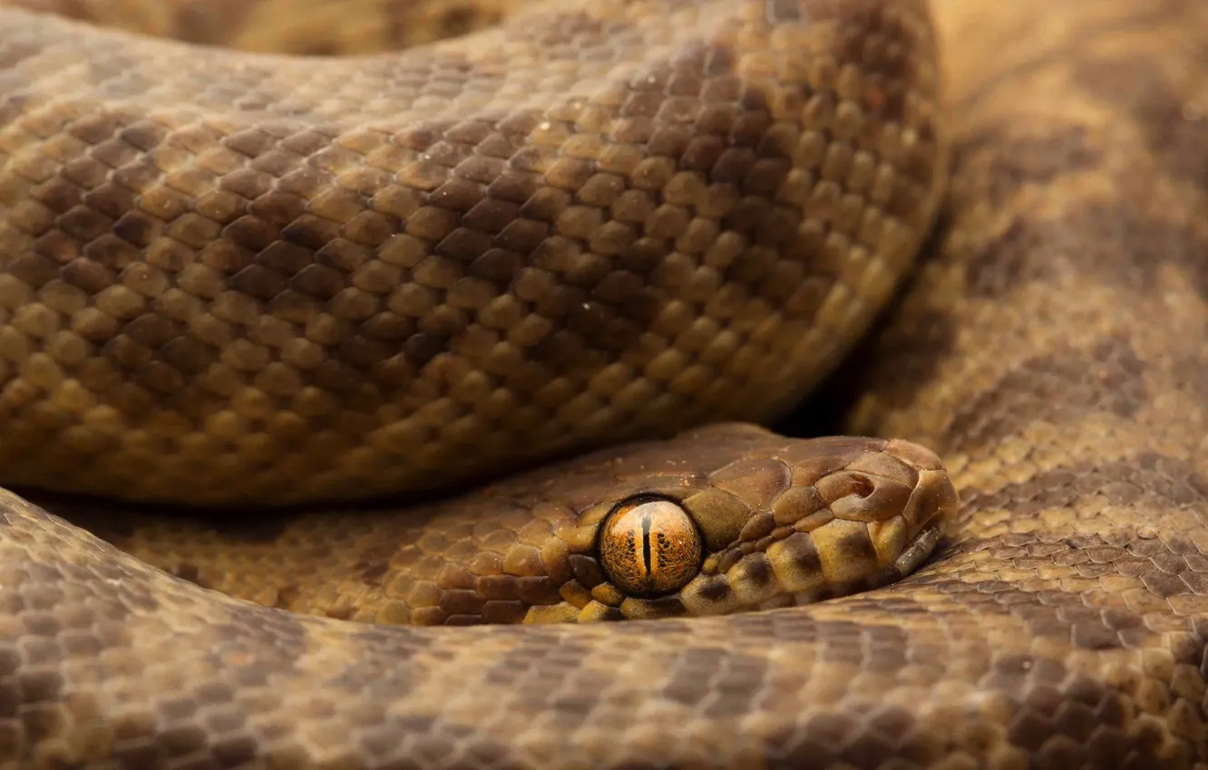 Photo wallpaper nature, background, snake