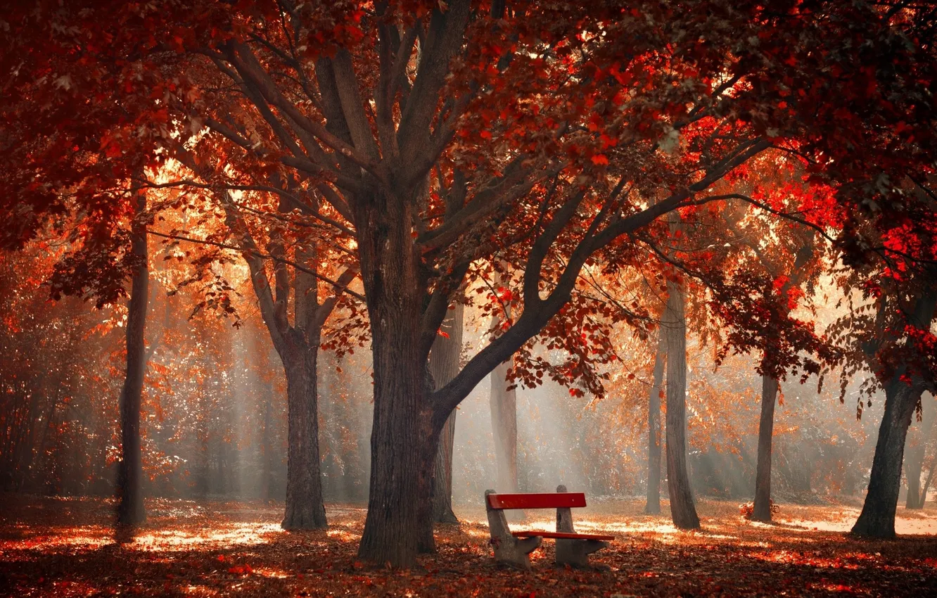 Photo wallpaper red, trees, landscape, nature, park, leaves, morning, bench