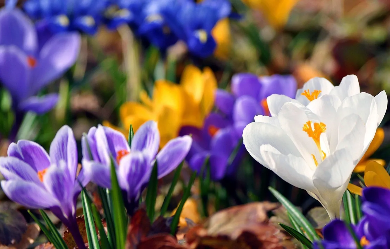Photo wallpaper purple, flowers, beauty