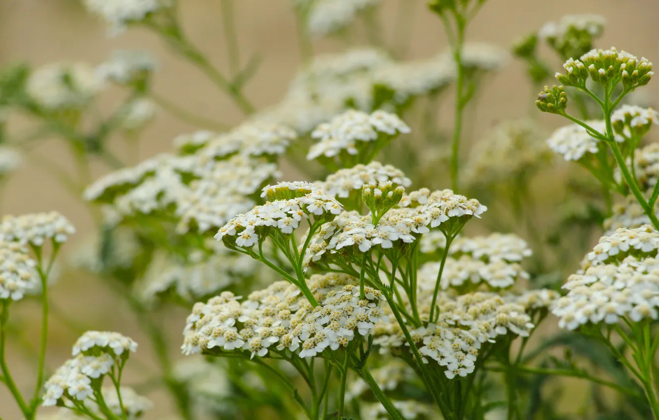 Photo wallpaper white, flower, meadow