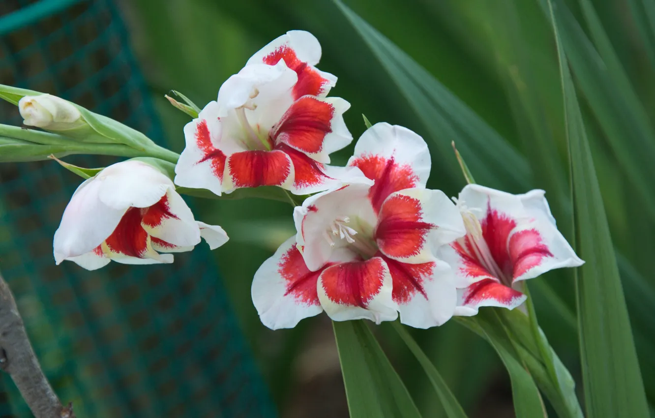 Photo wallpaper summer, flowering, Gladius, white pink