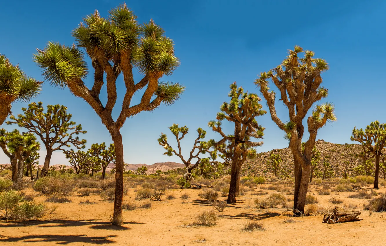 Photo wallpaper sand, desert, dunes, USA, Joshua Tree, shrub, Joshua Tree National Park, Joshua Tree