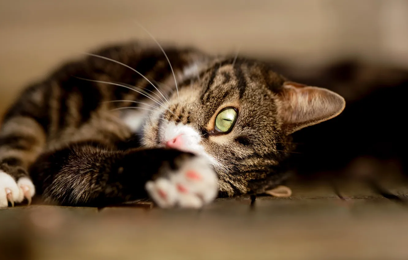 Photo wallpaper cat, cat, look, face, grey, background, paw, portrait