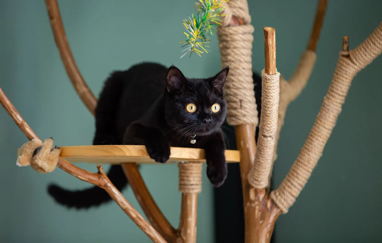 Photo wallpaper cat, cat, look, branches, pose, kitty, black, legs