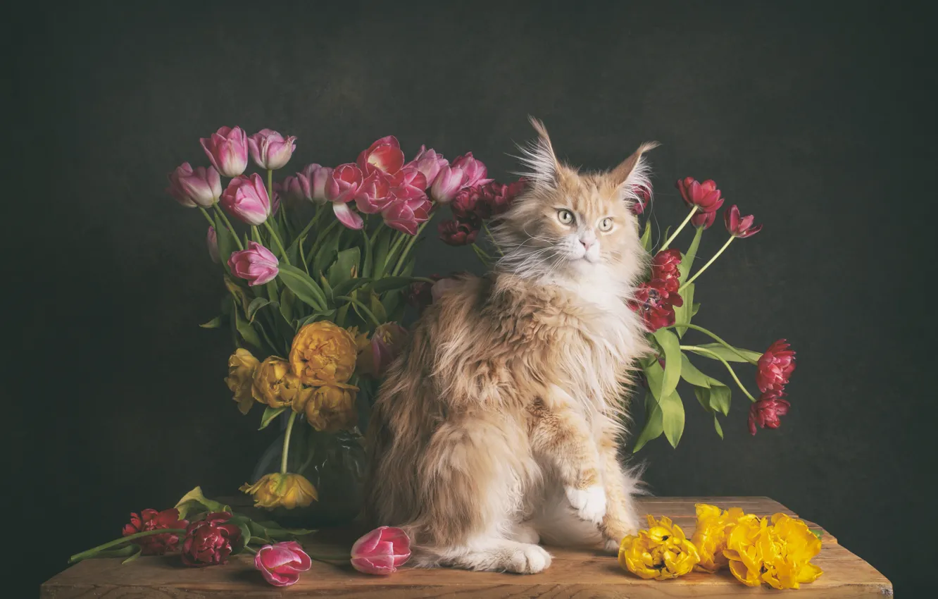 Photo wallpaper cat, cat, flowers