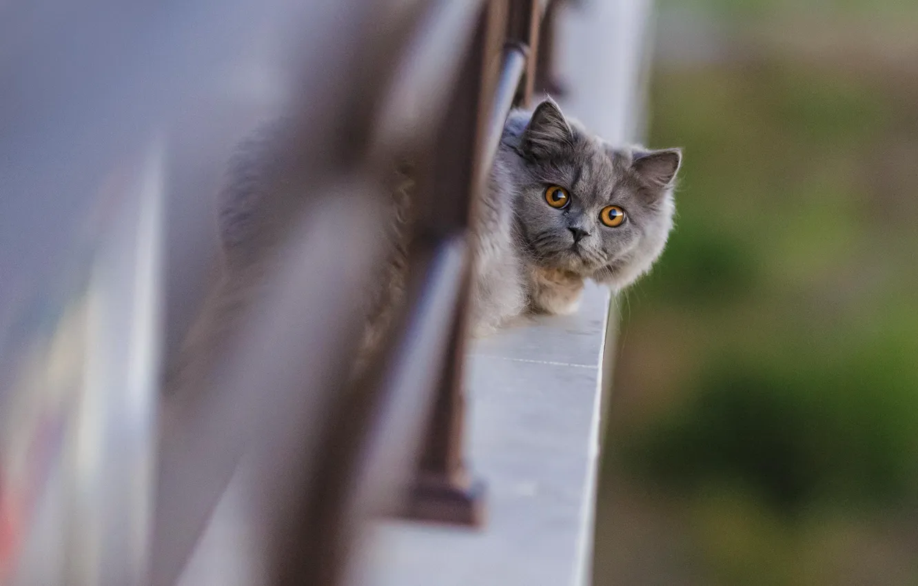 Photo wallpaper cat, face, the fence, looks