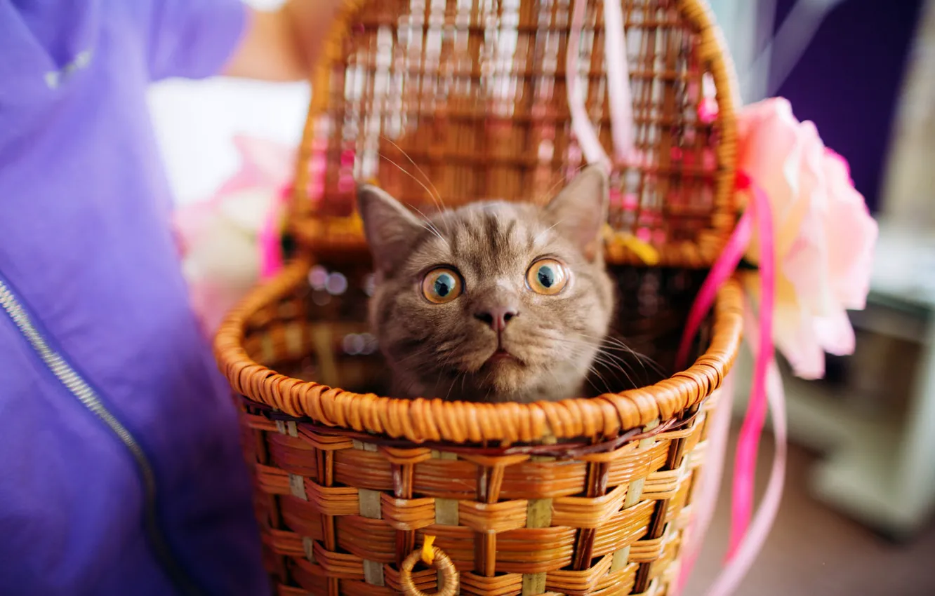 Photo wallpaper cat, eyes, look, emotions, grey, background, basket, kitty