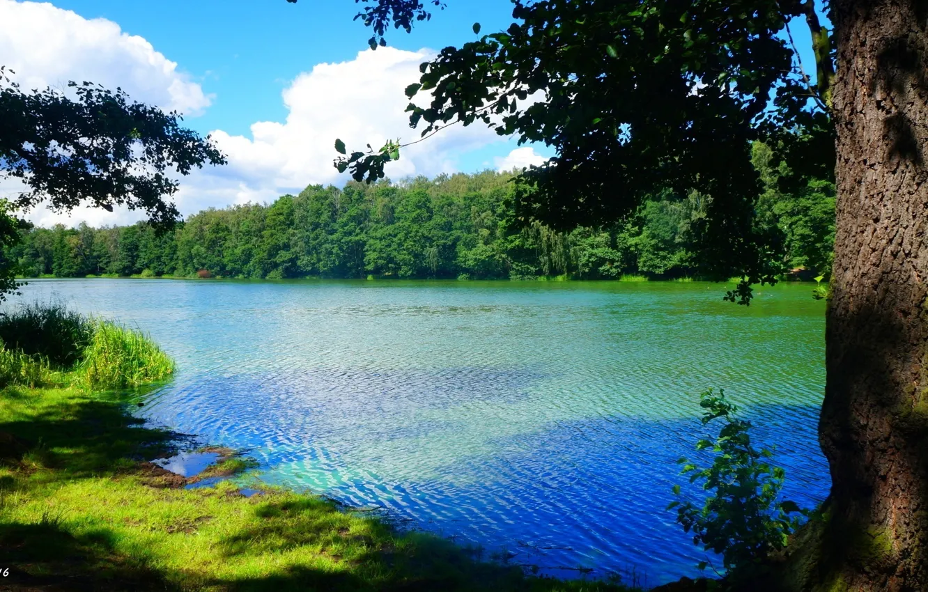 Photo wallpaper forest, river, water, lake