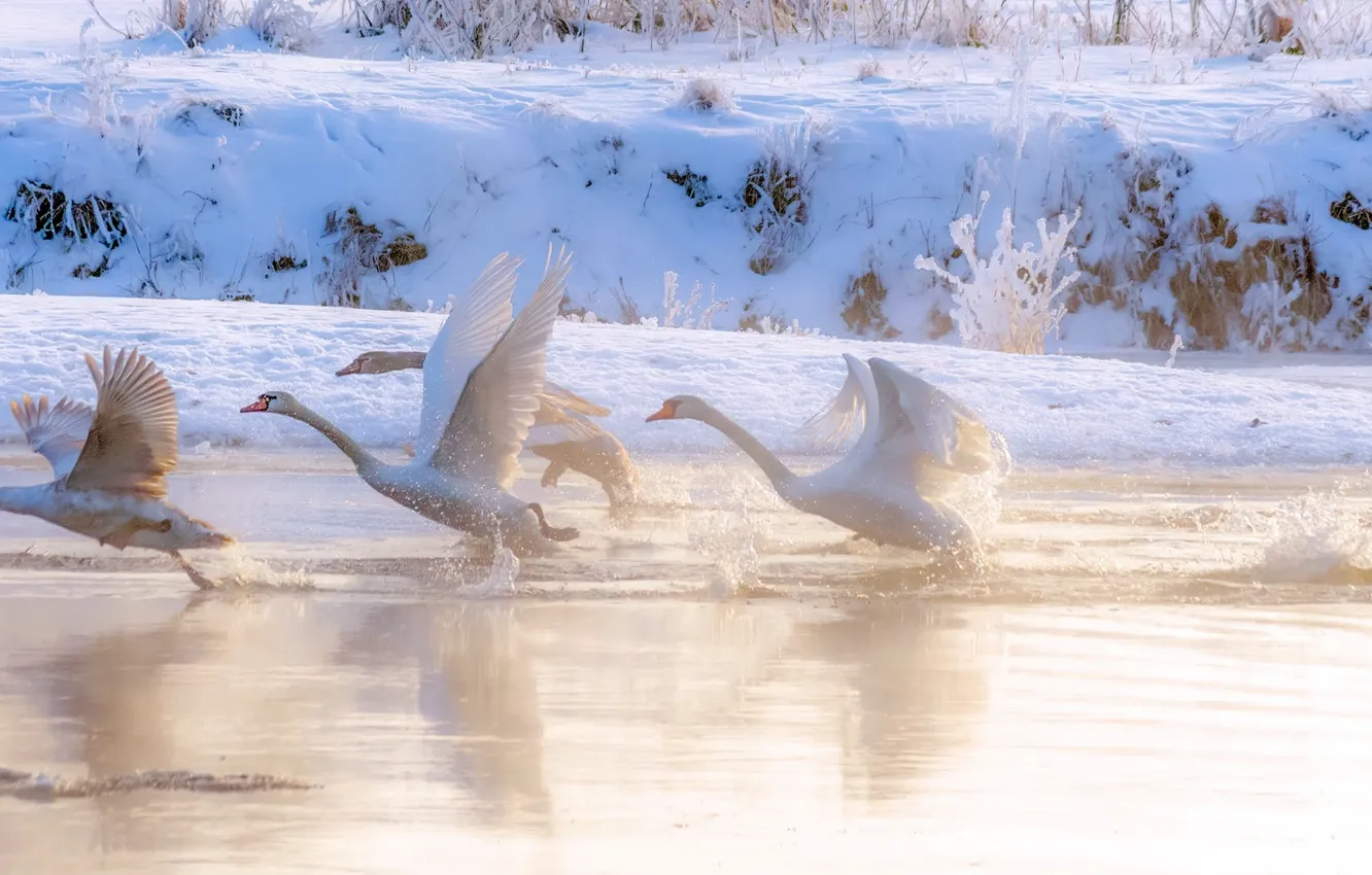 Photo wallpaper winter, water, snow, fog, bird, shore, swans, the rise