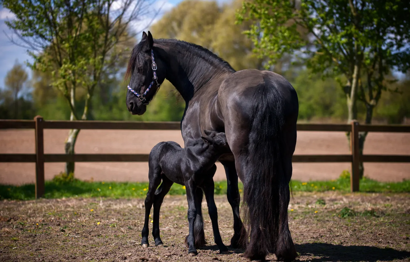 Photo wallpaper field, trees, nature, pose, horse, black, horse, the fence
