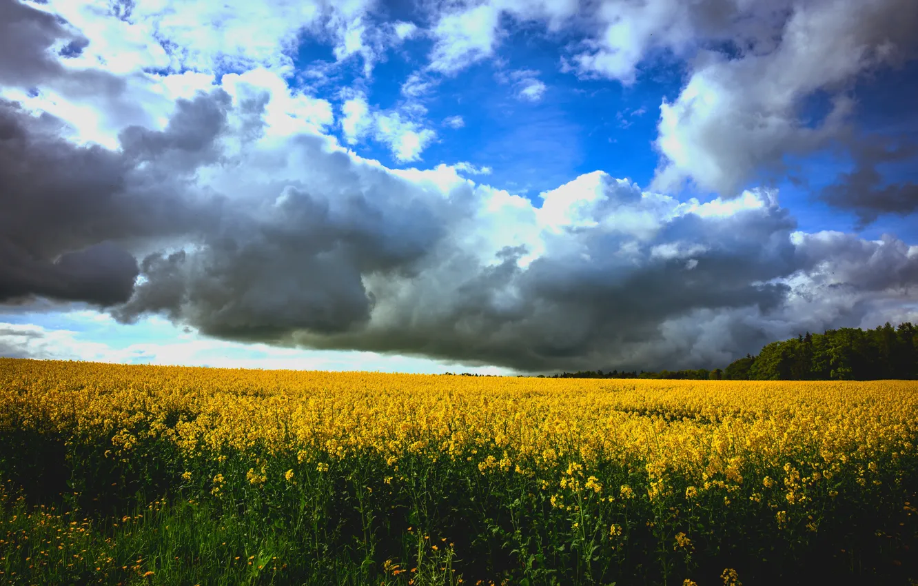 Photo wallpaper field, the sky, clouds, flowers, clouds, meadow, rape, rapeseed field