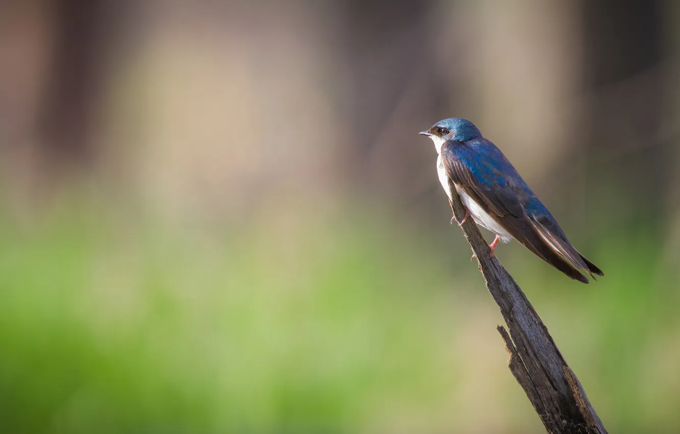 Photo wallpaper background, bird, bitches, swallow