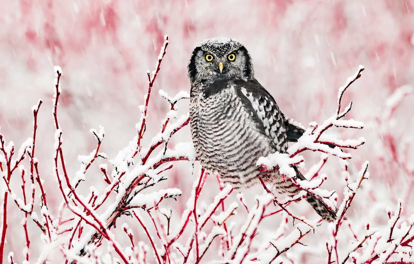 Photo wallpaper winter, snow, branches, owl, bird, snowfall, owl