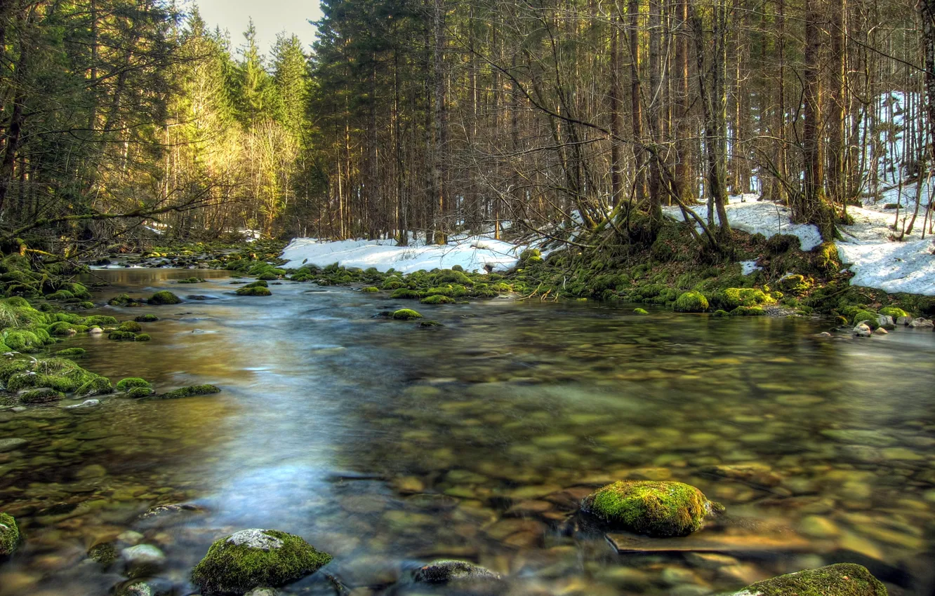 Photo wallpaper forest, trees, river, stones, moss