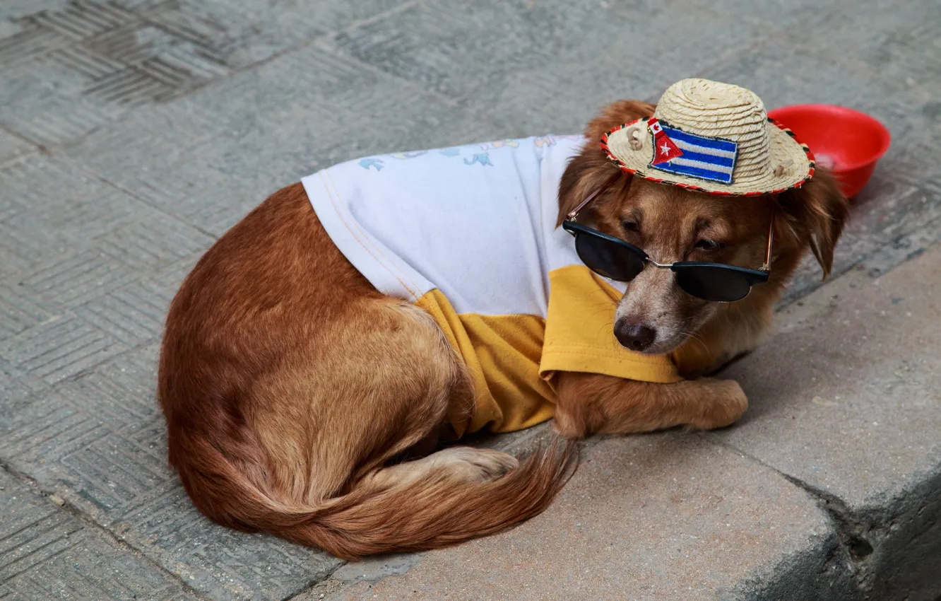 Photo wallpaper street, dog, hat, glasses