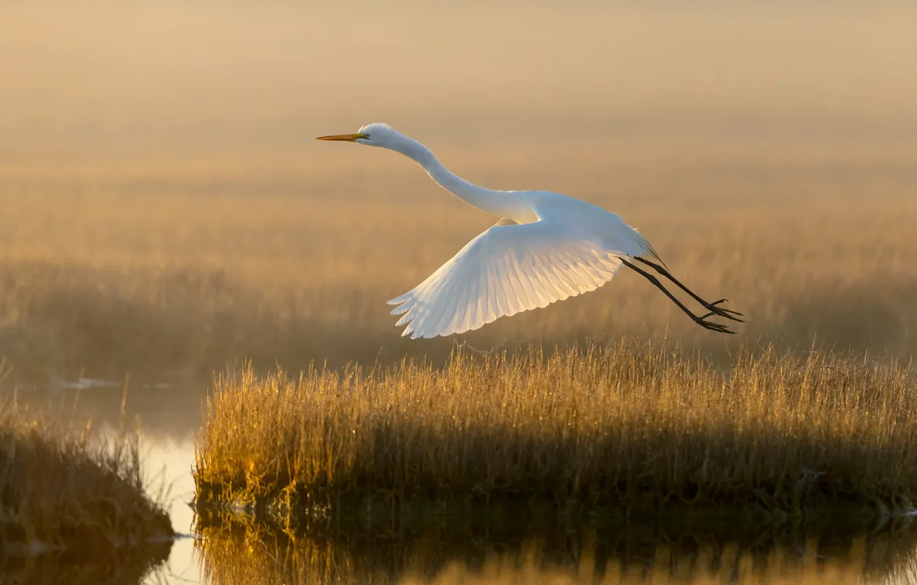Photo wallpaper white, grass, light, flight, bird, shore, morning, pond